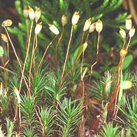 лесной мох  кукушкин лен